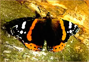 Бабочка Адмирал